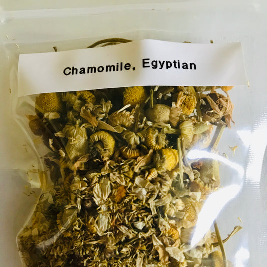Chamomile Flower, Egyptian